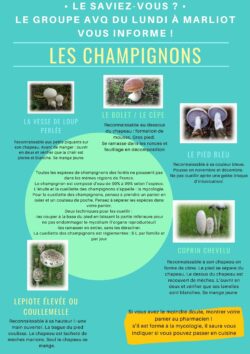 • le saviez-vous • les champignons